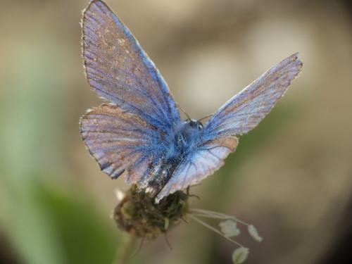 Polyommatus icarus